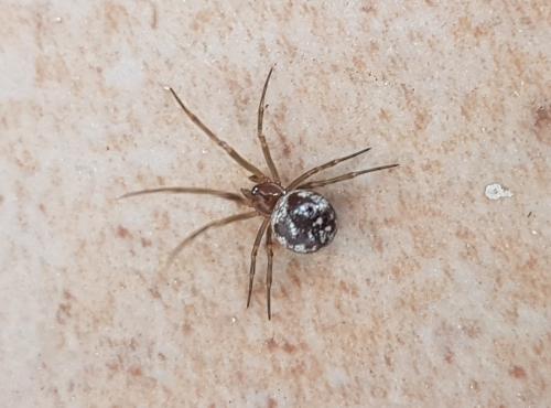 Steatoda triangulosa